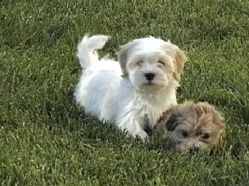 havanese puppies in the grass
